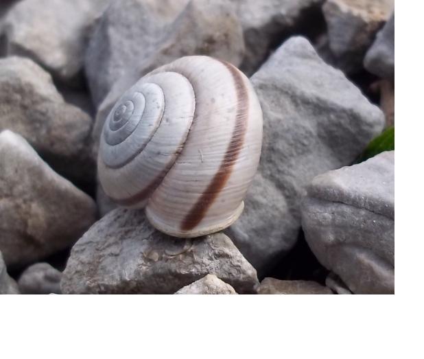 Chilostoma cingulatum .... ?